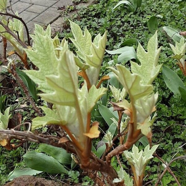 Hydrangea quercifolia Leaf