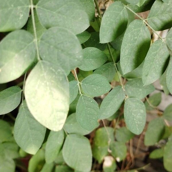 Clitoria ternatea 葉