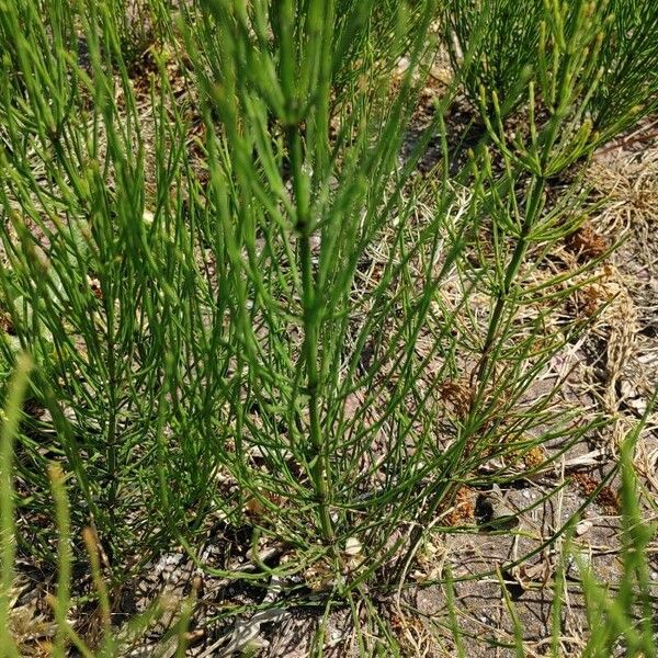 Equisetum palustre 葉