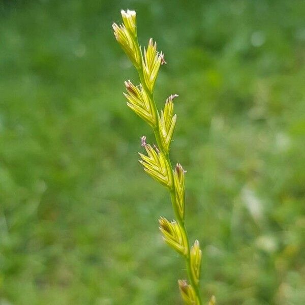 Lolium perenne Blomma