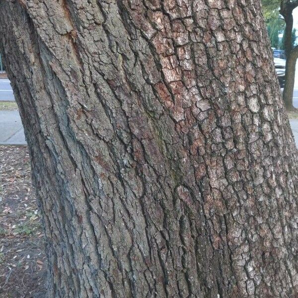 Quercus virginiana Corteccia
