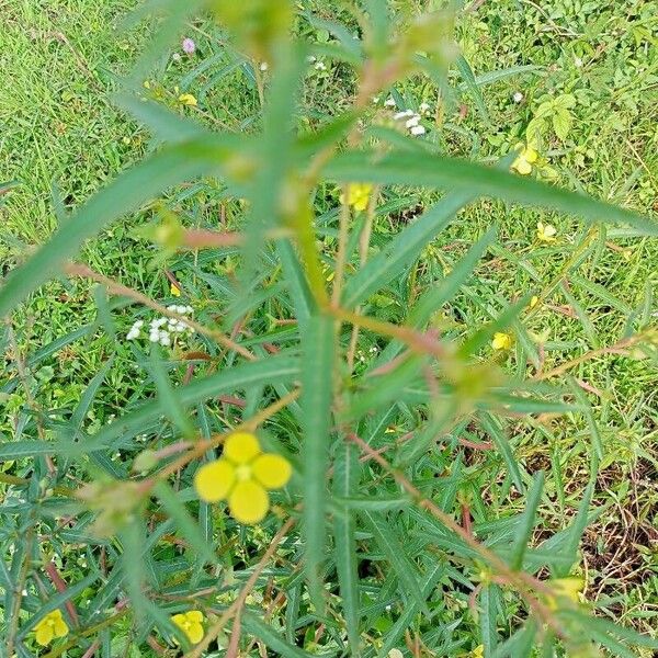 Ludwigia alternifolia Žiedas