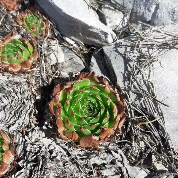 Sempervivum tectorum Yaprak