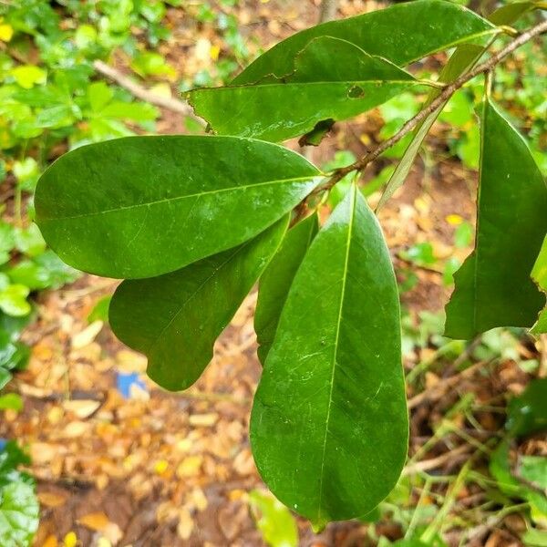 Annona muricata Leaf