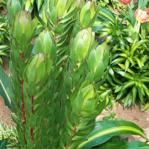 Leucadendron laureolum Feuille