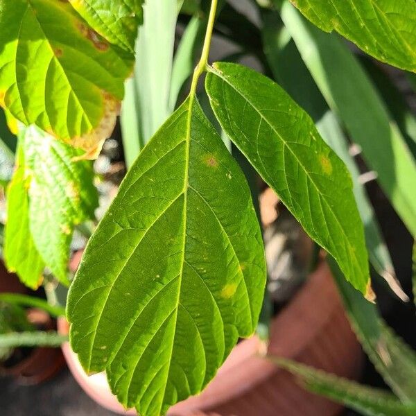 Acer negundo Hoja