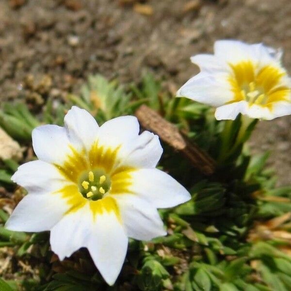 Gentiana sedifolia Flower