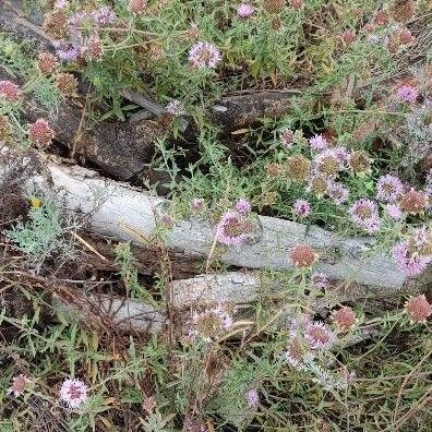 Monardella odoratissima Flor