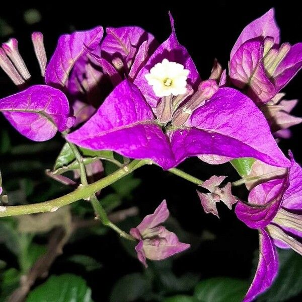 Bougainvillea glabra Blomst