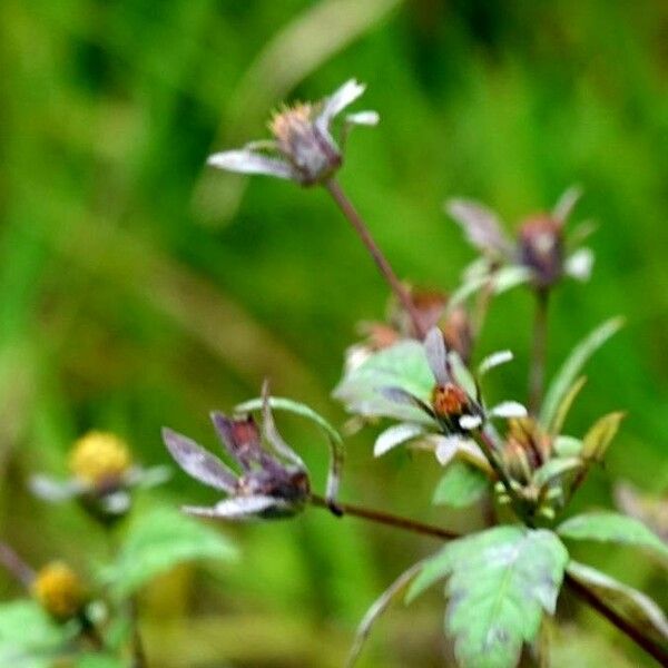 Eurybia divaricata Flower