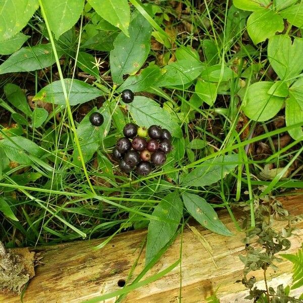 Aralia nudicaulis Plod