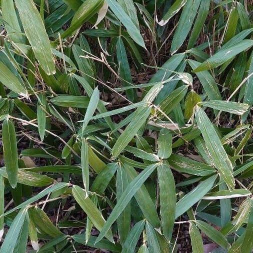 Arundinaria gigantea Blatt