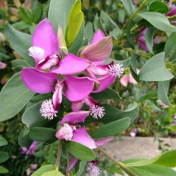 Polygala myrtifolia Floare