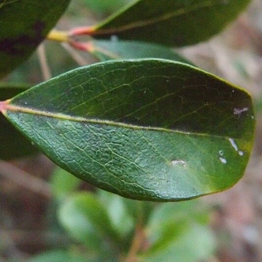 Pleurostylia pachyphloea Листок