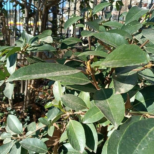 Elaeagnus pungens Fuelha