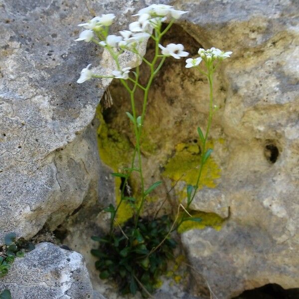 Kernera saxatilis Habit