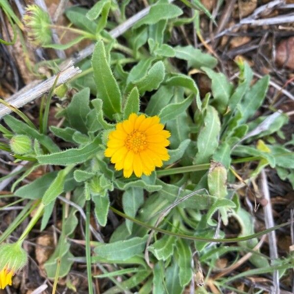 Calendula arvensis 花