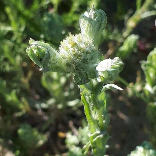 Filago germanica Blomst