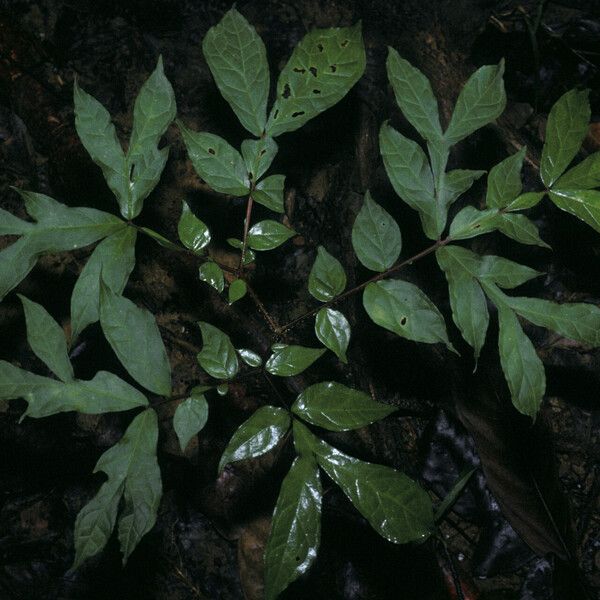 Dracontium polyphyllum Лист