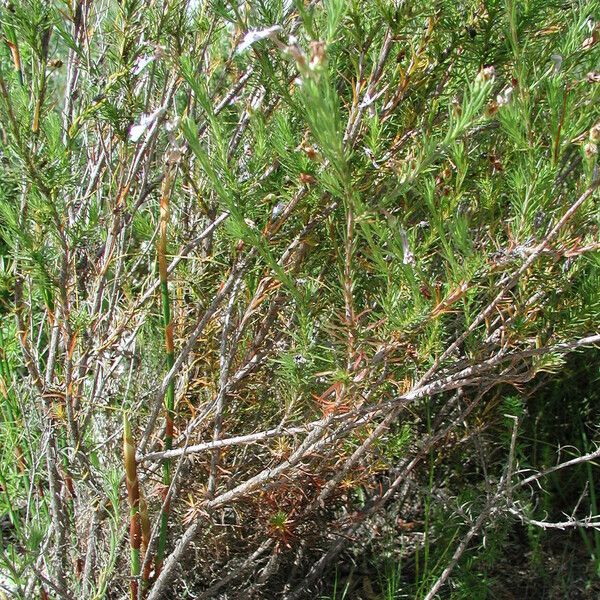 Lobelia pinifolia 整株植物