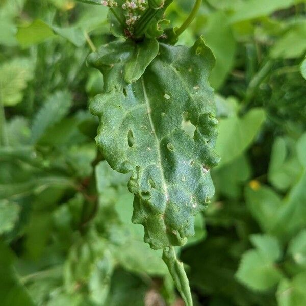 Rumex rugosus Feuille