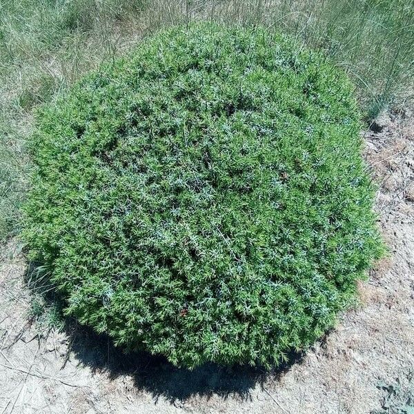 Juniperus communis 叶