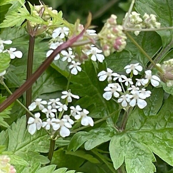 Anthriscus cerefolium Fleur