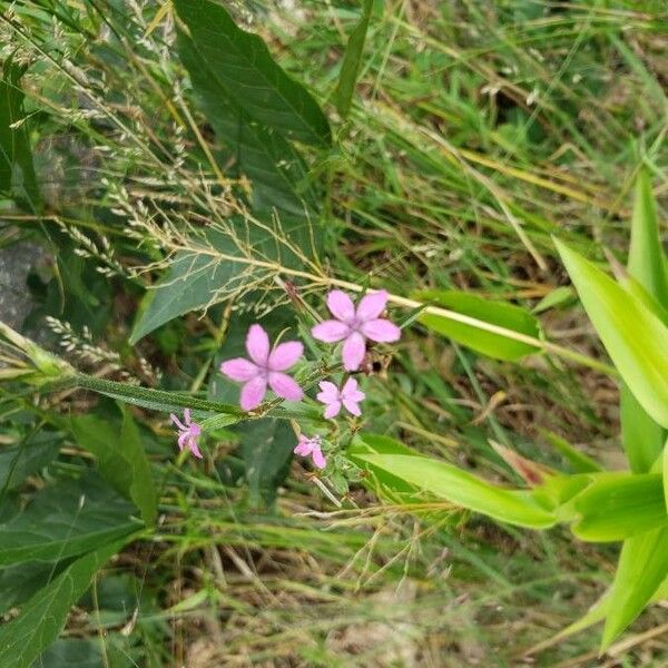 Dianthus armeria Flower