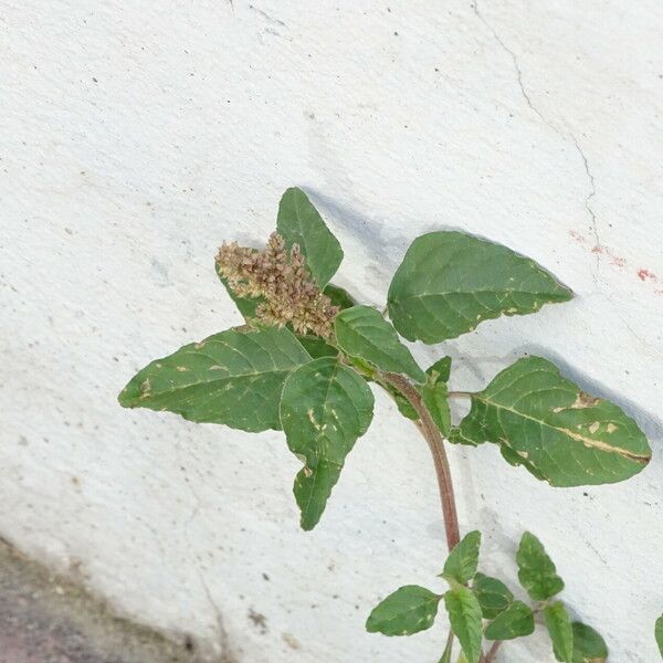 Amaranthus deflexus পাতা