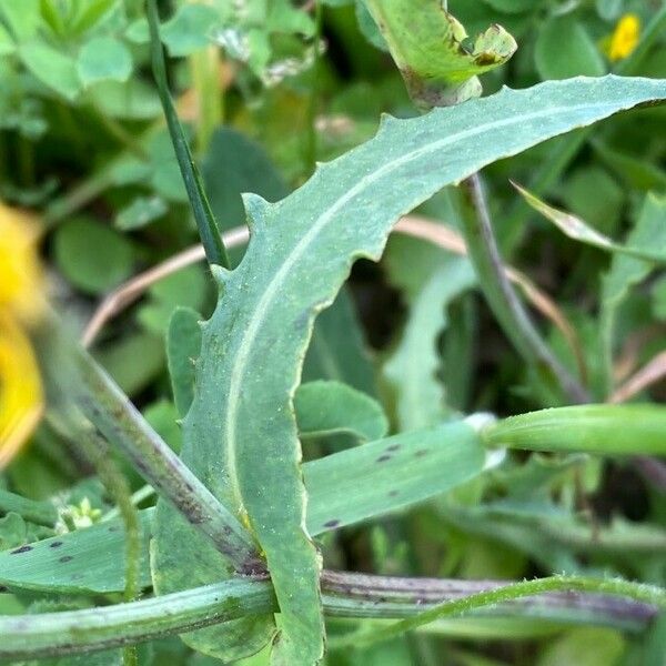 Sonchus maritimus पत्ता