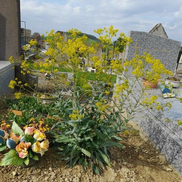 Isatis tinctoria Floare