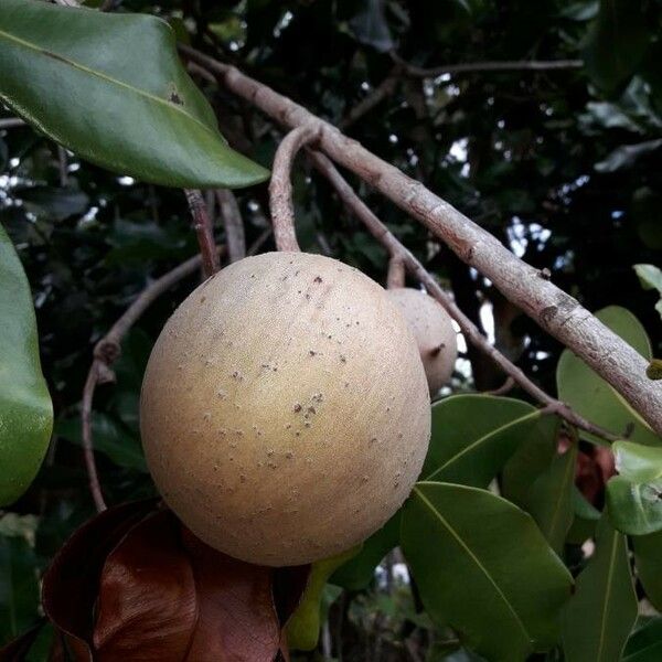 Mammea americana Fruit