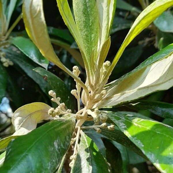 Brachylaena huillensis Цветок