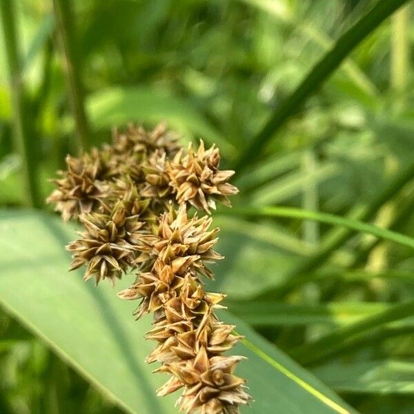 Carex vulpina Blüte