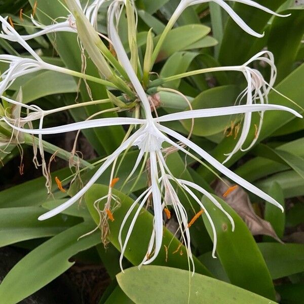 Hymenocallis caribaea Blüte