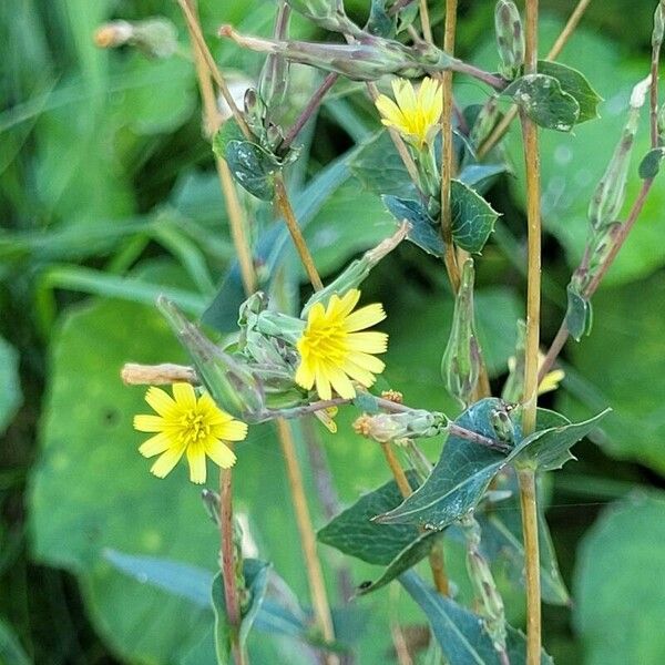 Lactuca saligna Flor