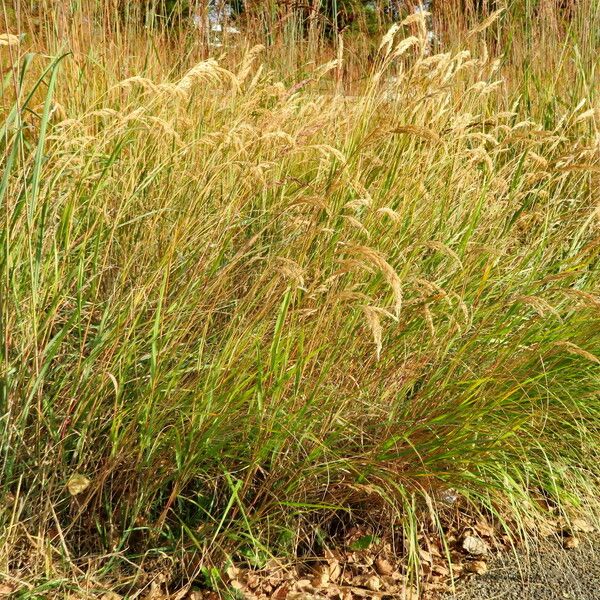 Achnatherum calamagrostis Vekstform