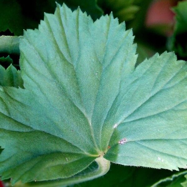 Pelargonium grandiflorum Folha