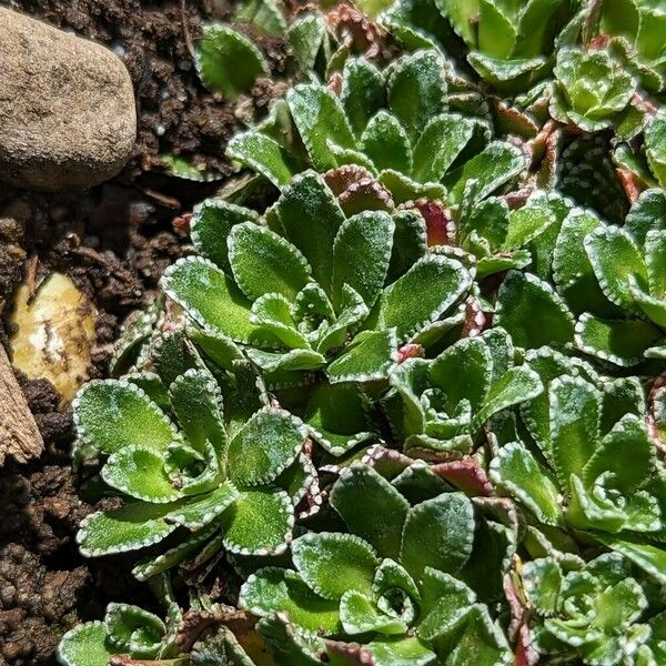 Saxifraga paniculata Hoja