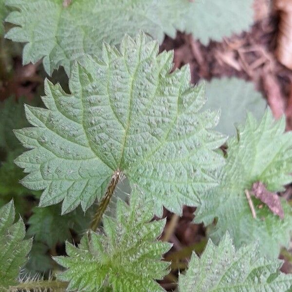 Urtica urens Leaf