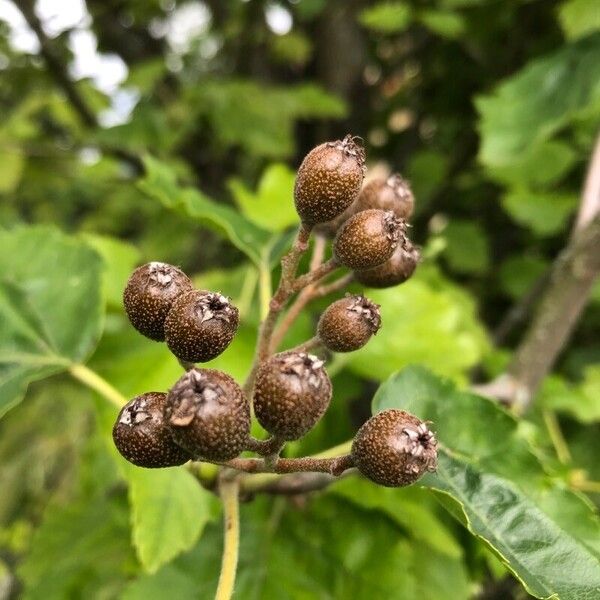 Torminalis glaberrima Frucht