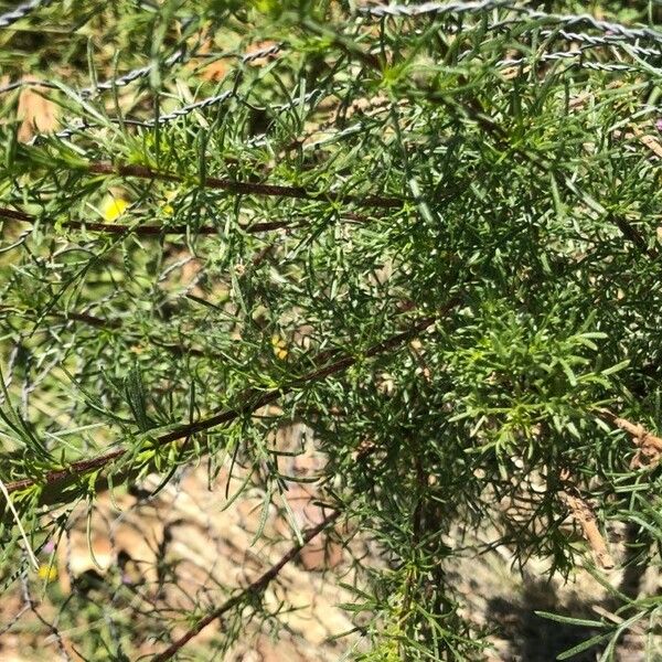 Artemisia campestris 叶