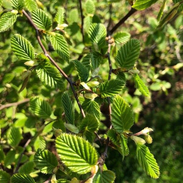 Carpinus betulus Hostoa