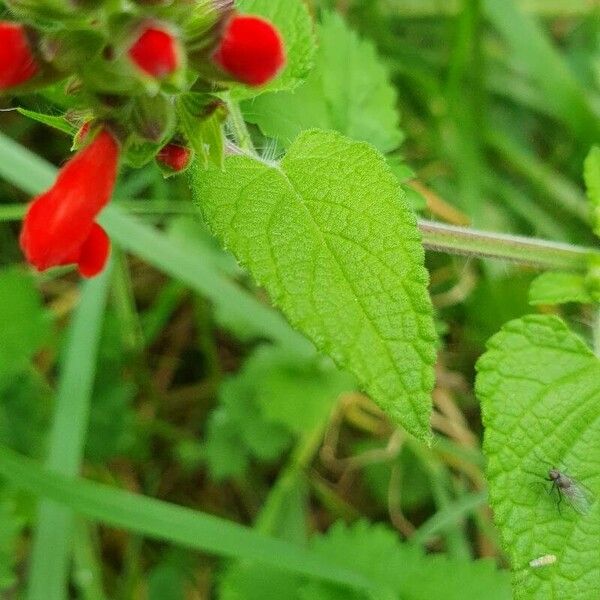 Salvia coccinea Лист