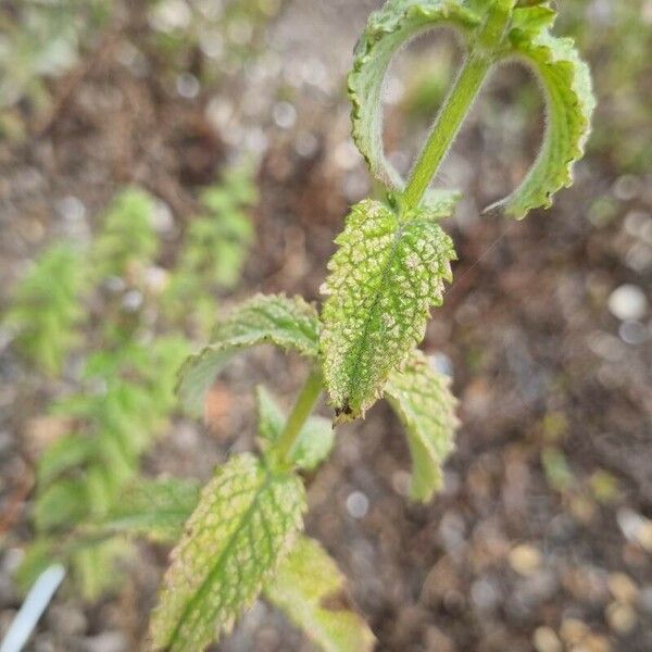 Mentha × rotundifolia Folla