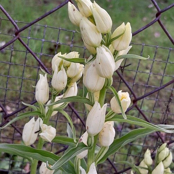 Cephalanthera damasonium Blodyn