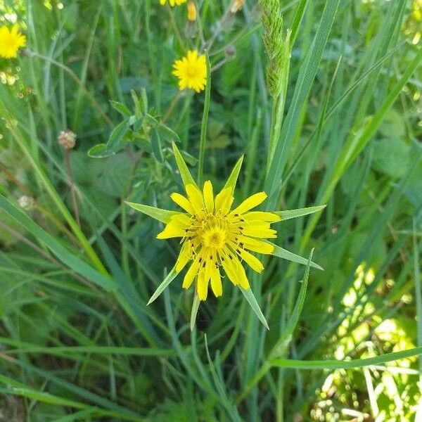 Tragopogon pratensis Blomst