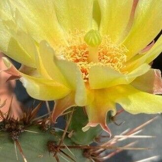 Opuntia macrocentra Lapas