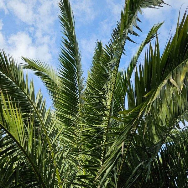 Phoenix canariensis Lapas