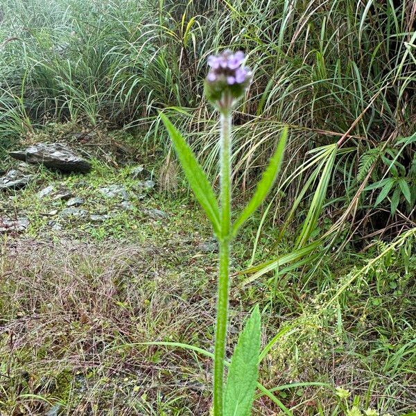 Verbena incompta Staniste